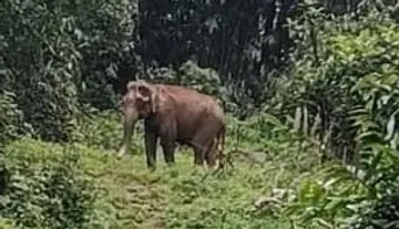 കാട്ടാന