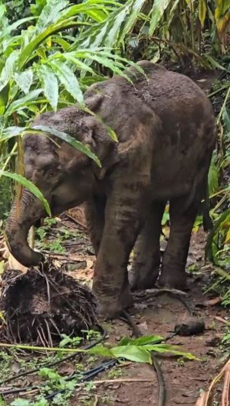 കാട്ടാന