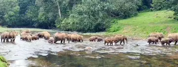 wild elephant
