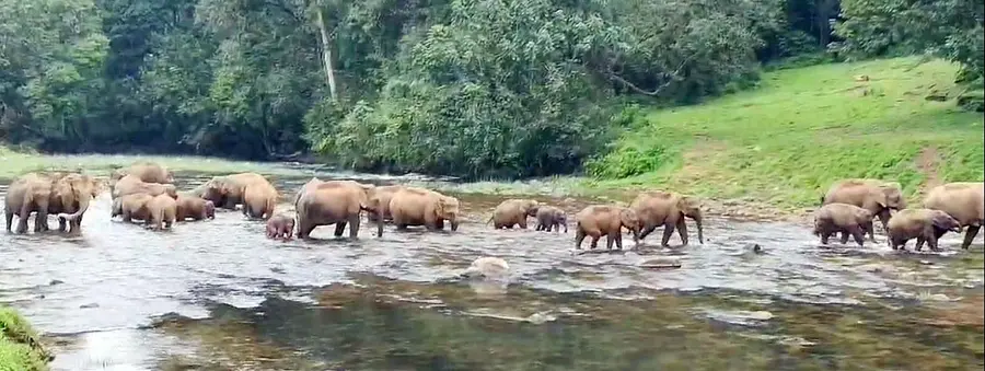 wild elephant