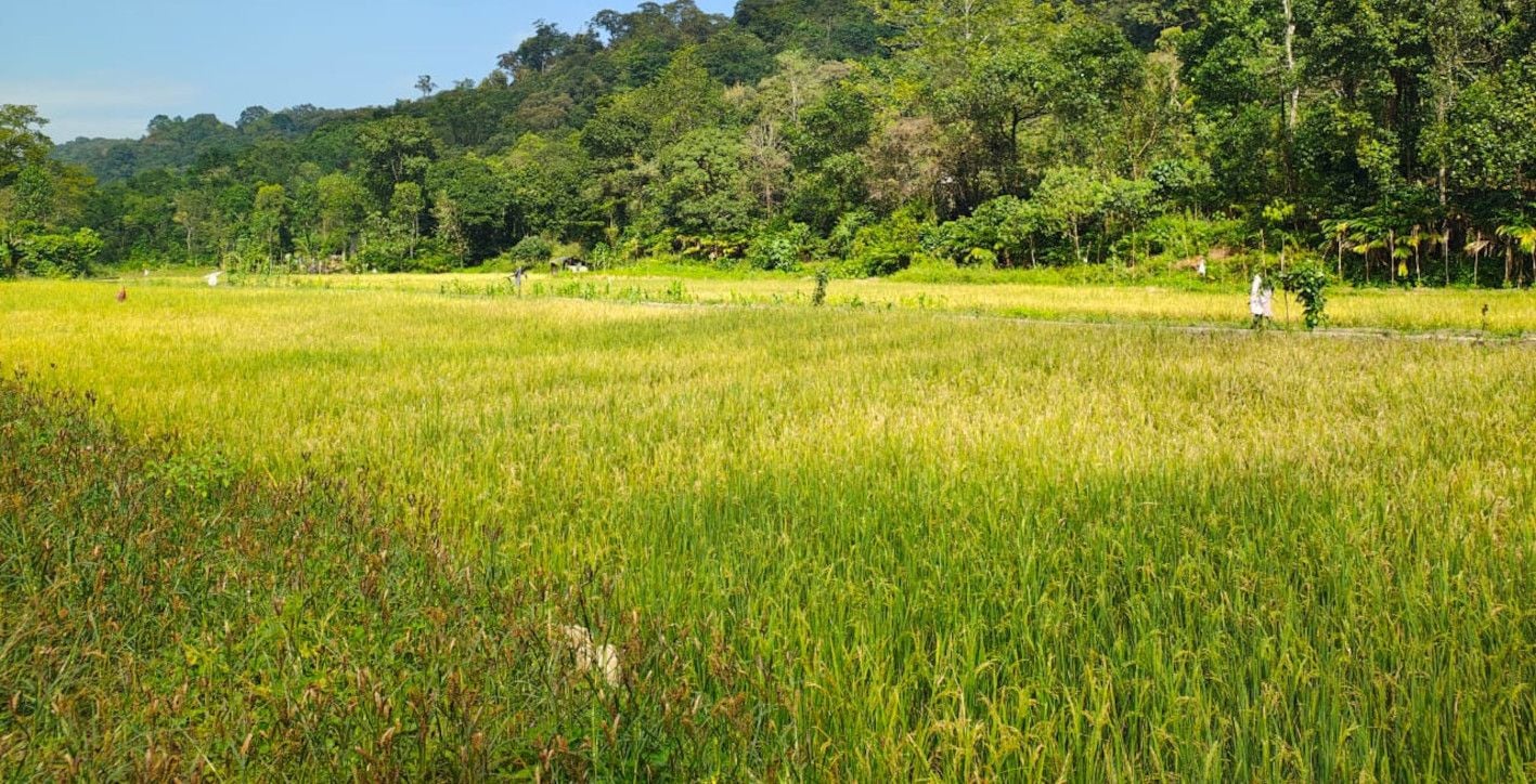 നചസദനഎഗ്