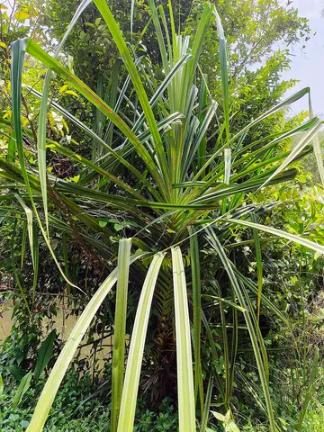 kaithola