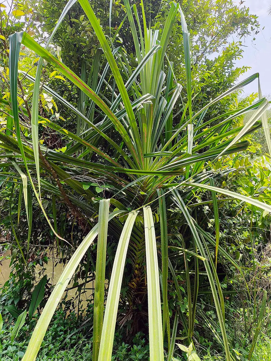 kaithola