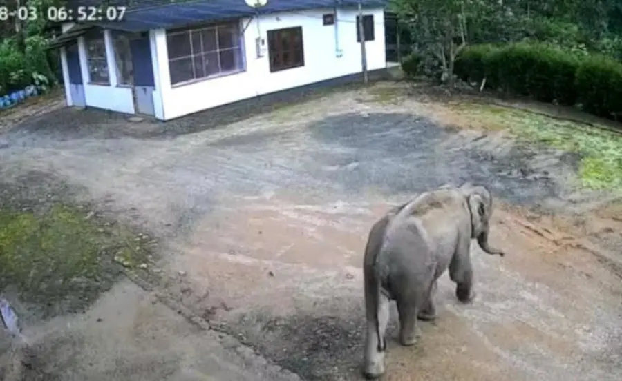 അടിമാലിയിലെ കാട്ടാന ശല്യം