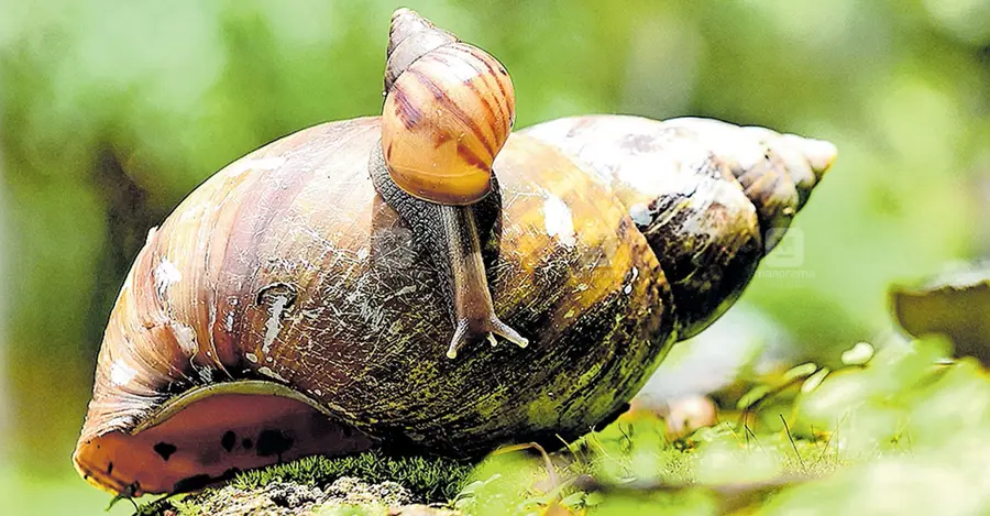 ആഫ്രിക്കൻ ഒച്ച്
