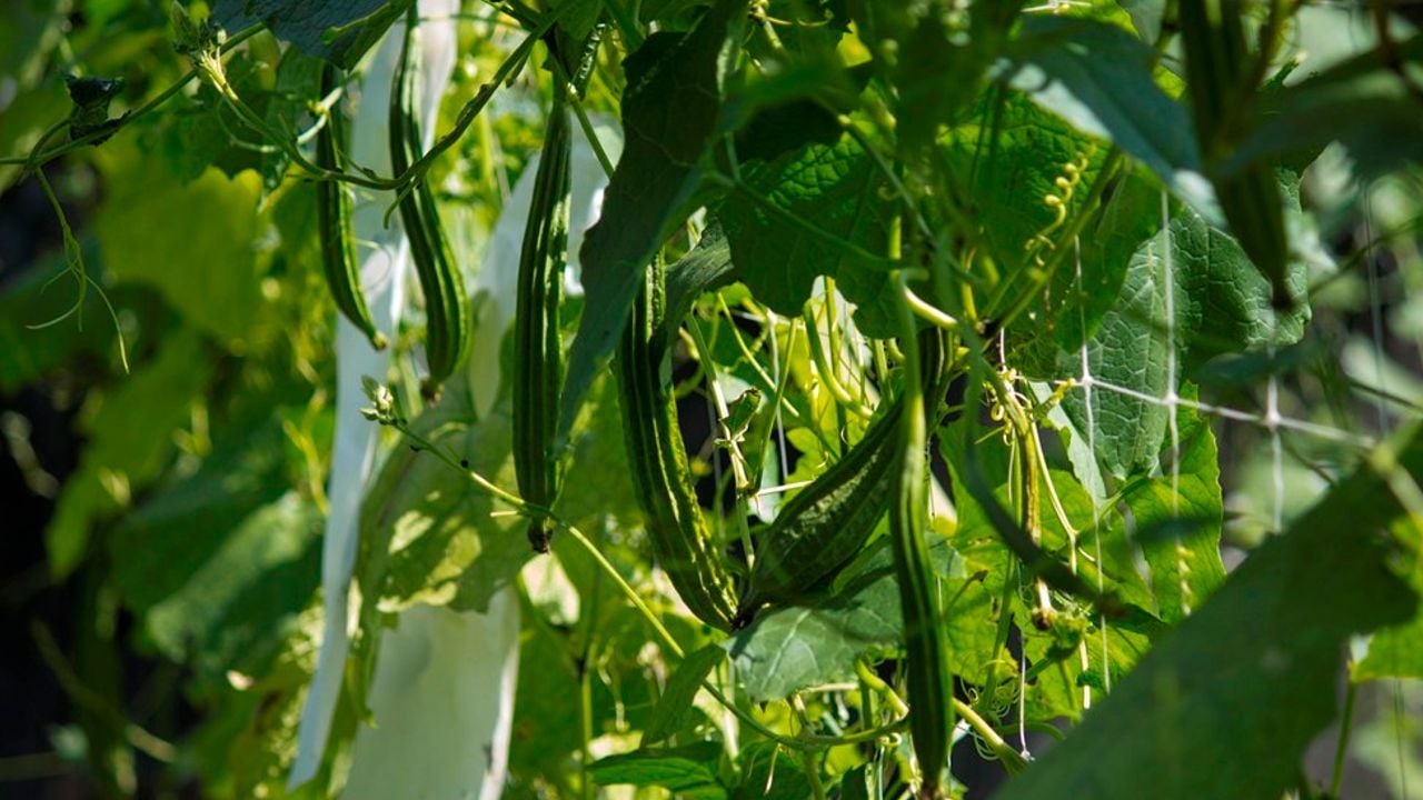 agriculture