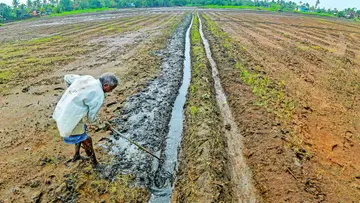 alappuzha paddy field