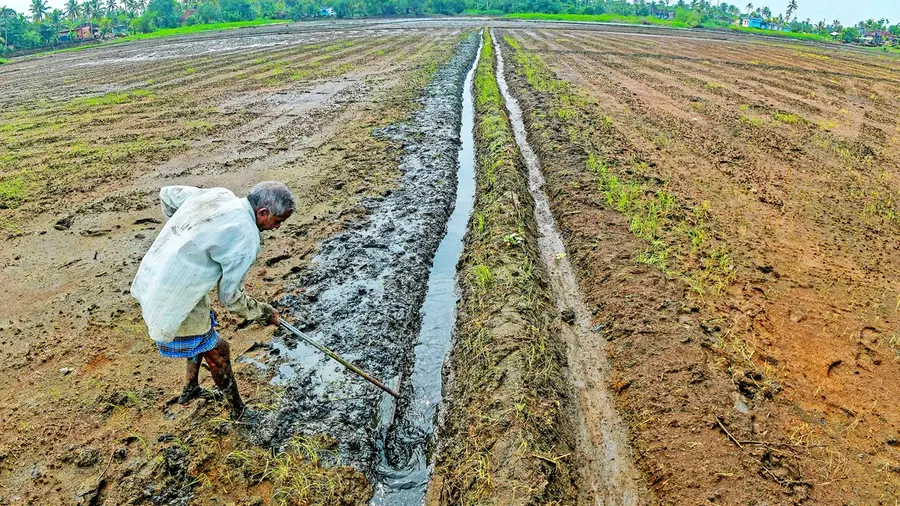 alappuzha paddy field
