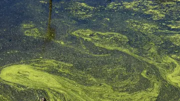 algae