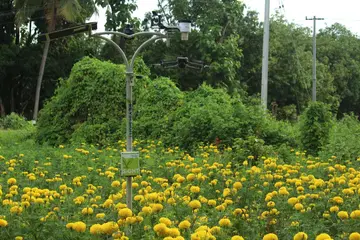 Artificial intelligence to make rice smart