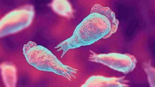 The district health system is on high alert as cases of amebic encephalitis are likely to increase during the summer.