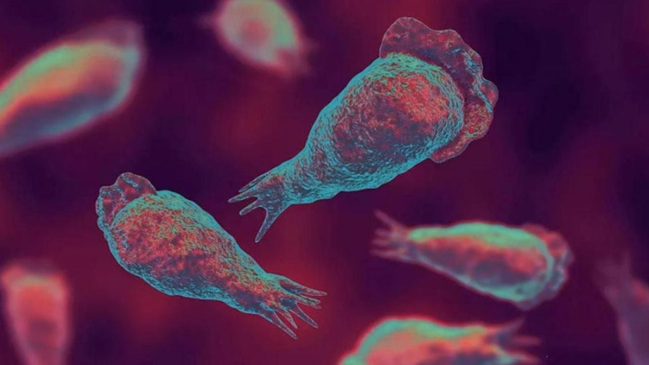 amoebic encephalitis