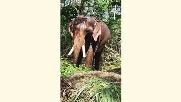 കുങ്കി പരിശീലനം കഴിഞ്ഞ്‌ കോട്ടൂർ ആന പരിപാലനകേന്ദ്രത്തിലെത്തിയ  ചന്ദ്രനാഥ്