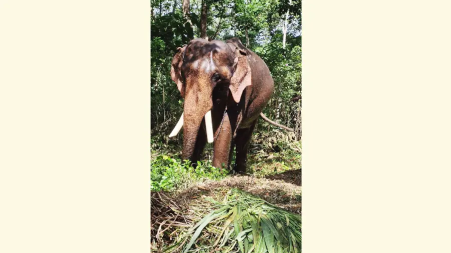 കുങ്കി പരിശീലനം കഴിഞ്ഞ് കോട്ടൂർ ആന പരിപാലനകേന്ദ്രത്തിലെത്തിയ
ചന്ദ്രനാഥ്