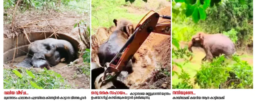 The wild elephant fell into a well in the river.