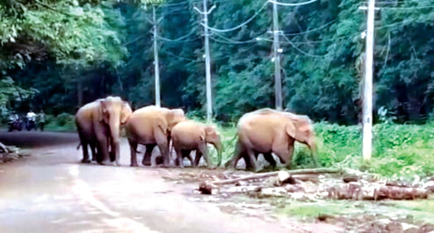 ചൊവ്വാഴ്ച രാവിലെ ഏഴിന് വരന്തരപ്പിള്ളി പഞ്ചായത്തിലെ പാലപ്പിള്ളി പിള്ളത്തോടിനു സമീപം റോഡ് മുറിച്ച് കടക്കുന്ന കാട്ടാനക്കൂട്ടം 