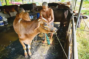 ചൂടിൽ കുളിരേകാൻ...  സംസ്ഥാനത്ത് ചൂട് കനത്തതോടെ മനുഷ്യർക്ക് മാത്രമല്ല വളർത്തുമൃഗങ്ങൾക്കും കടുത്ത ആരോഗ്യപ്രശ്നങ്ങളാണ് നേരിടേണ്ടി വരുന്നത്. മിക്ക കർഷകരും വളർത്തുമൃഗങ്ങളെ ഒന്നിൽ കൂടുതൽ തവണ കുളിപ്പിക്കാറുണ്ട്, ആലപ്പുഴ തിരുവമ്പാടിക്കുസമീപം  വൃന്ദാവൻ വീട്ടിൽ മുരളീധര പ്രഭു തന്റെ പശുക്കളെ കുളിപ്പിക്കുന്നു.                                                                    ഫോട്ടോ : കെ എസ് ആനന്ദ്  