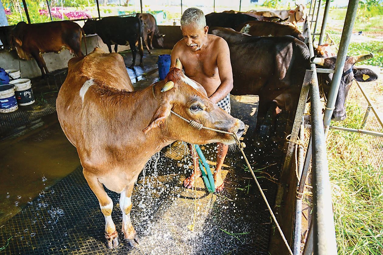 ചൂടിൽ കുളിരേകാൻ...  സംസ്ഥാനത്ത് ചൂട് കനത്തതോടെ മനുഷ്യർക്ക് മാത്രമല്ല വളർത്തുമൃഗങ്ങൾക്കും കടുത്ത ആരോഗ്യപ്രശ്നങ്ങളാണ് നേരിടേണ്ടി വരുന്നത്. മിക്ക കർഷകരും വളർത്തുമൃഗങ്ങളെ ഒന്നിൽ കൂടുതൽ തവണ കുളിപ്പിക്കാറുണ്ട്, ആലപ്പുഴ തിരുവമ്പാടിക്കുസമീപം  വൃന്ദാവൻ വീട്ടിൽ മുരളീധര പ്രഭു തന്റെ പശുക്കളെ കുളിപ്പിക്കുന്നു.                                                                    ഫോട്ടോ : കെ എസ് ആനന്ദ്  