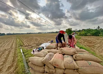 നെടുമുടി പൊങ്ങ പൂപ്പള്ളി പാടത്തുനിന്ന് കൊയ്തെടുത്ത നെല്ല് സംഭരിക്കാൻ ലോറിയിലേക്ക്  കയറ്റുന്ന  തൊഴിലാളികൾ  മഴക്കാറിന്റെ പശ്ചാത്തലത്തിൽ. 