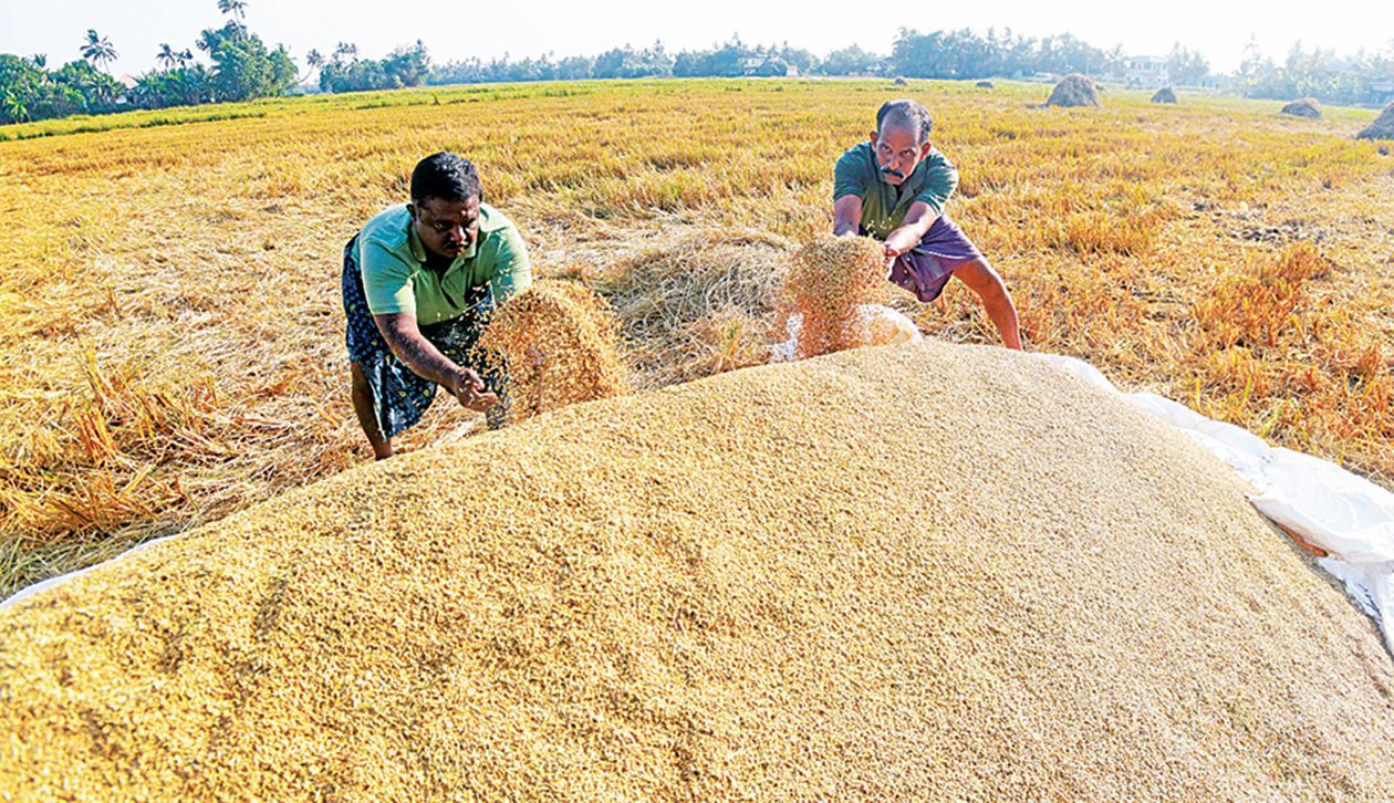 paddy procurement