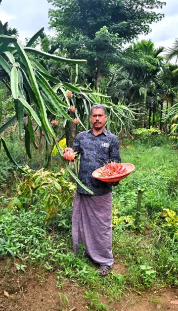 അനിൽകുമാർ ഡ്രാഗൺഫ്രൂട്ട് തോട്ടത്തിൽ