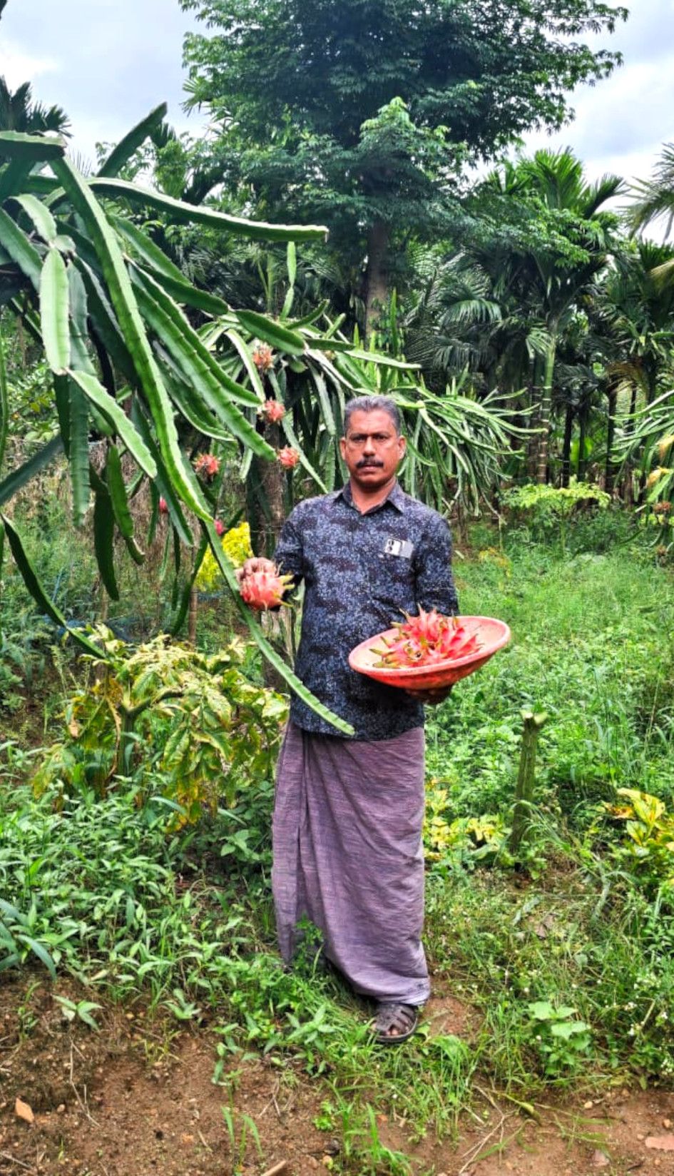 അനിൽകുമാർ ഡ്രാഗൺഫ്രൂട്ട്‌  തോട്ടത്തിൽ