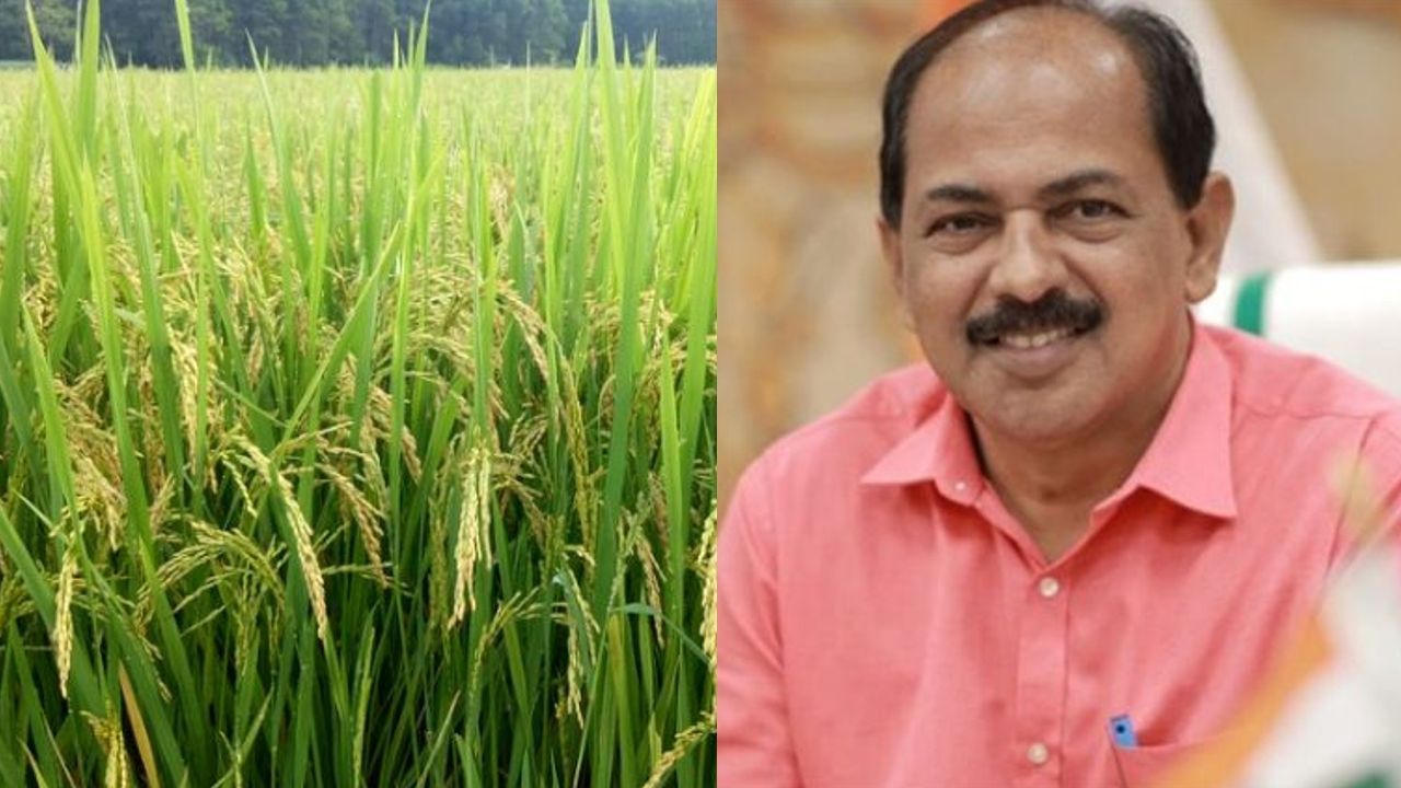 anil paddy