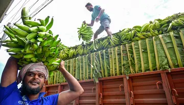 ഓണം വിപണി ലക്ഷ്യമിട്ട് മേട്ടുപ്പാളയത്തുനിന്ന് കോട്ടയം മാർക്കറ്റിൽ എത്തിച്ച ഏത്തക്കുലകൾ ഇറക്കുന്നു