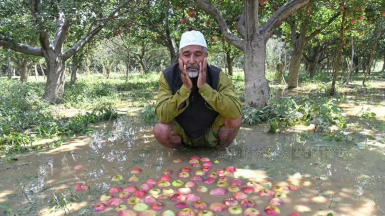 apple farmer in kashmir