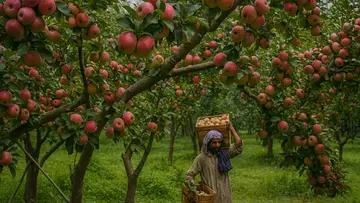 apple farm in kashmir
