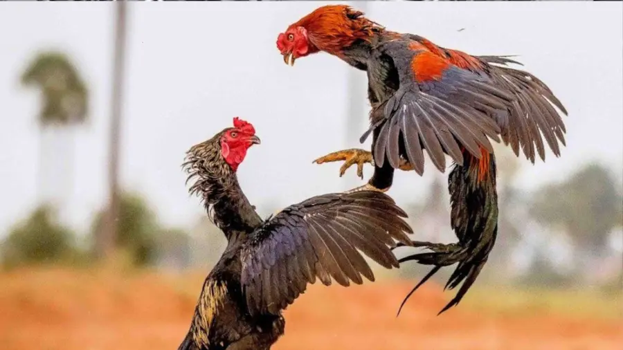 aseel chicken.png