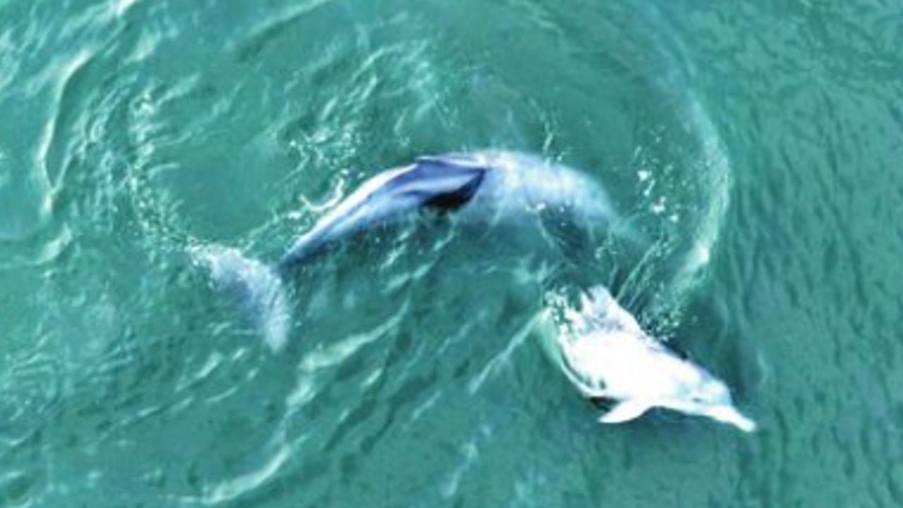 ashtamudi dolphin