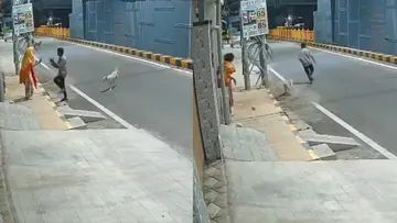 assault stray dogs