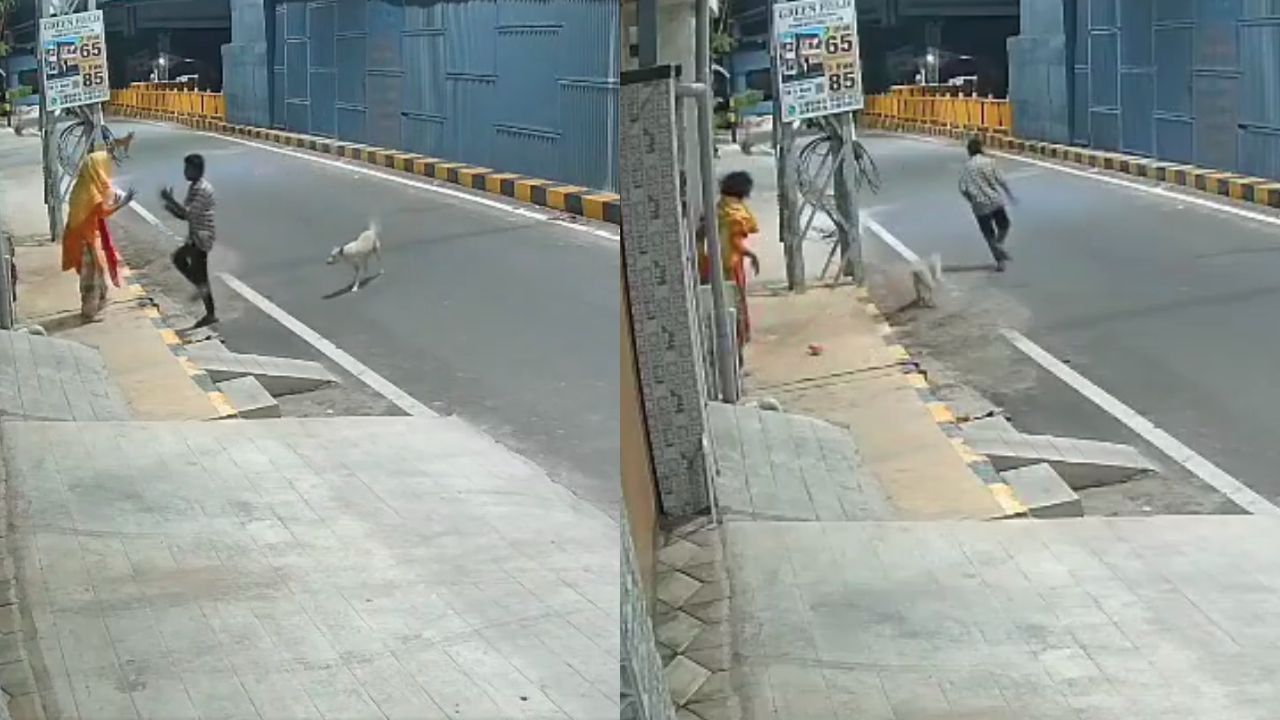 assault stray dogs