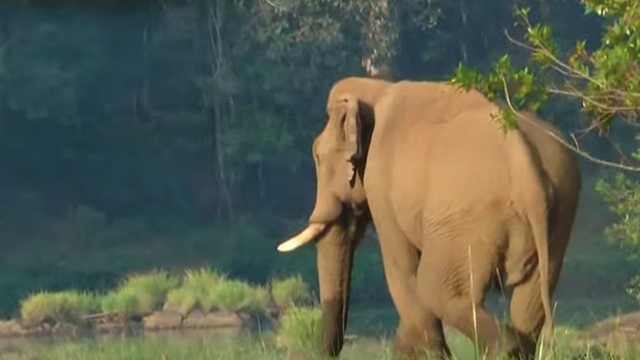 athirapally elephant