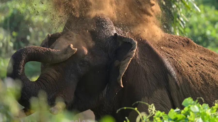 athirapilly elephant