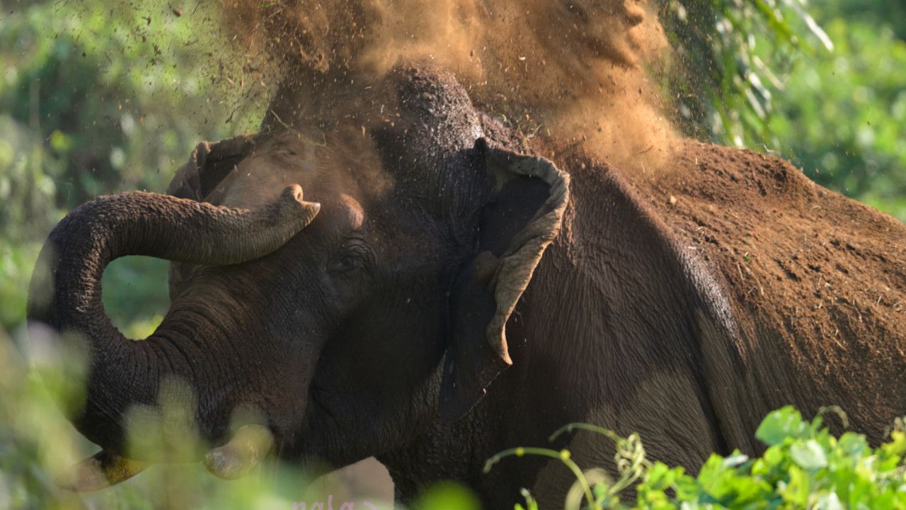 athirapilly elephant