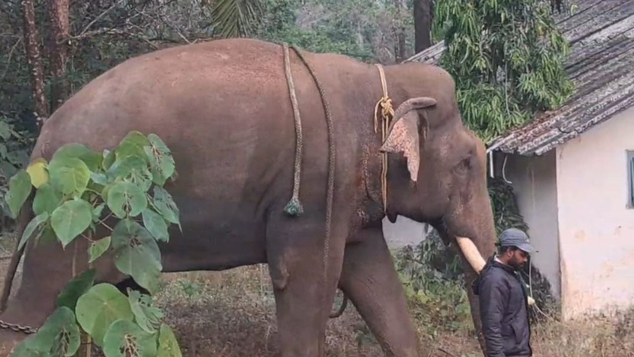 kumki elephant