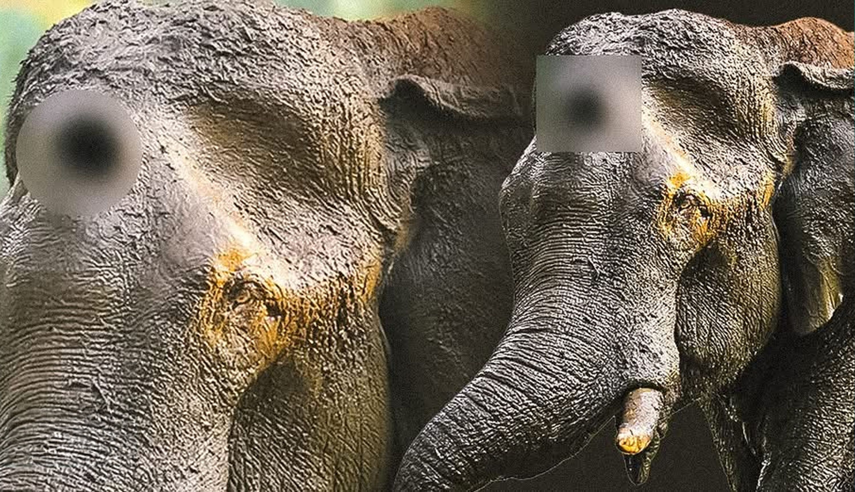 athirappilly elephant