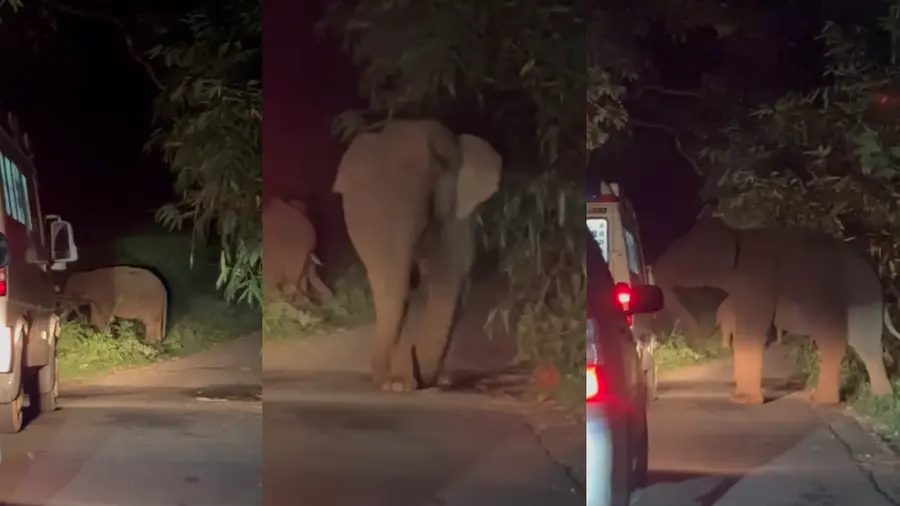 athirappilly wild elephant attack