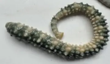Pontobdella muricata