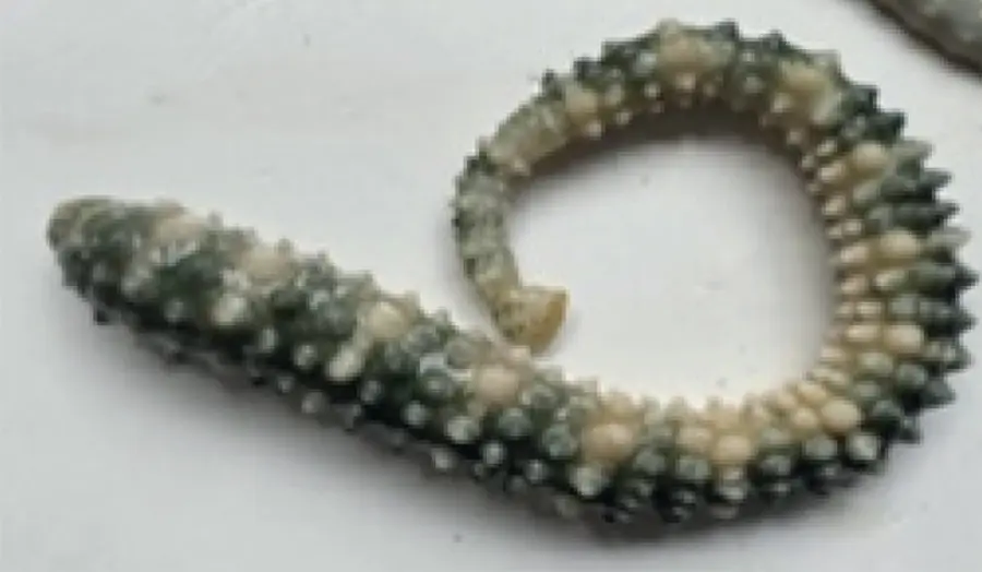 Pontobdella muricata