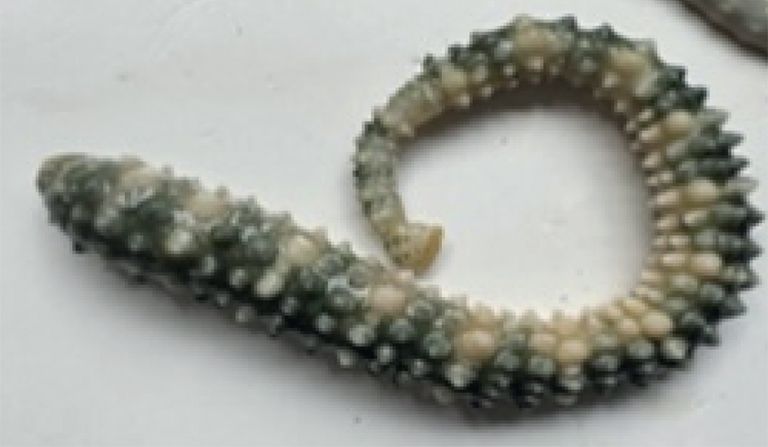 Pontobdella muricata