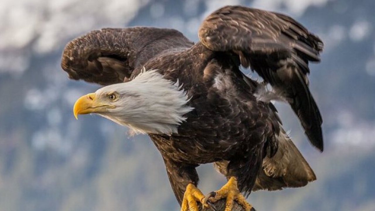 bald eagle