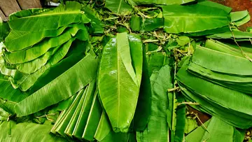 banana leaf