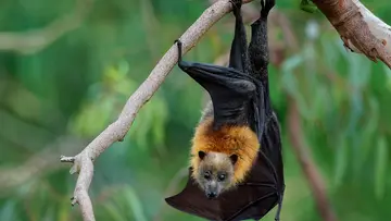 bats