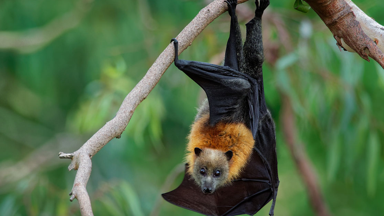 bats