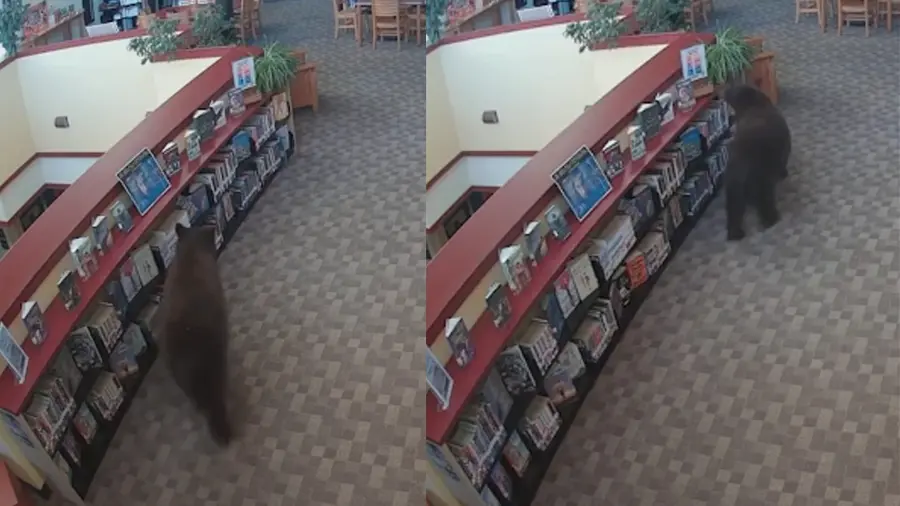 bear library