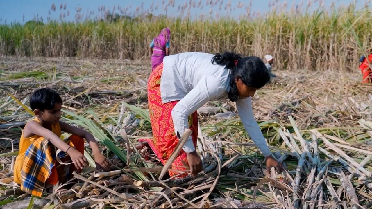 beed maharashta sugarcane workers