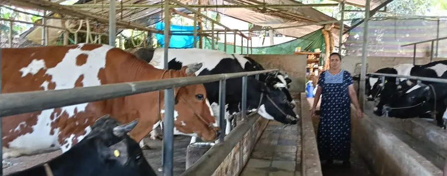 പശു